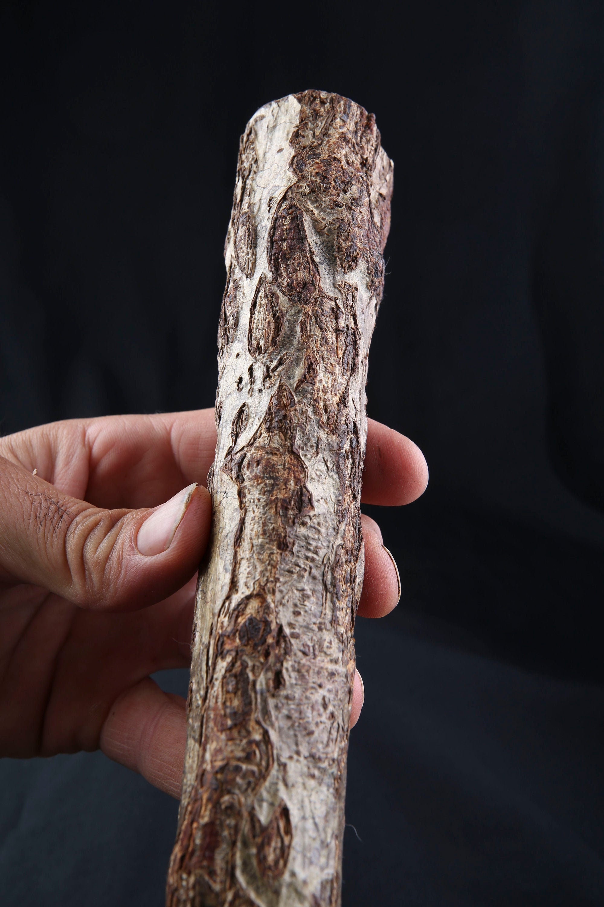 Talisman Chamanique en Bois de Noisetier, Bâton Rituel Sacré Païen