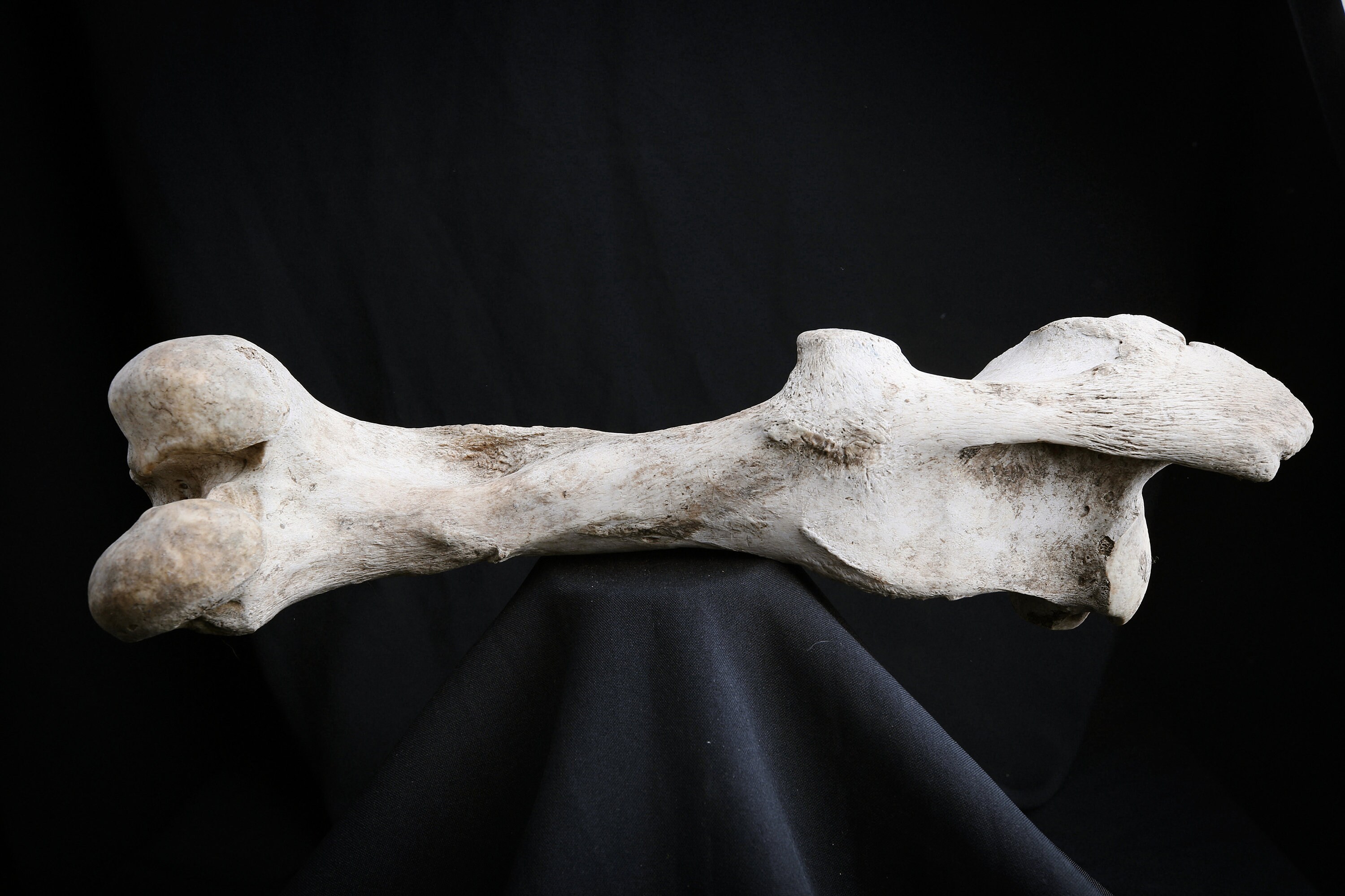 Os de Cheval, Fémur Pour Rituel Païen Viking Nordique