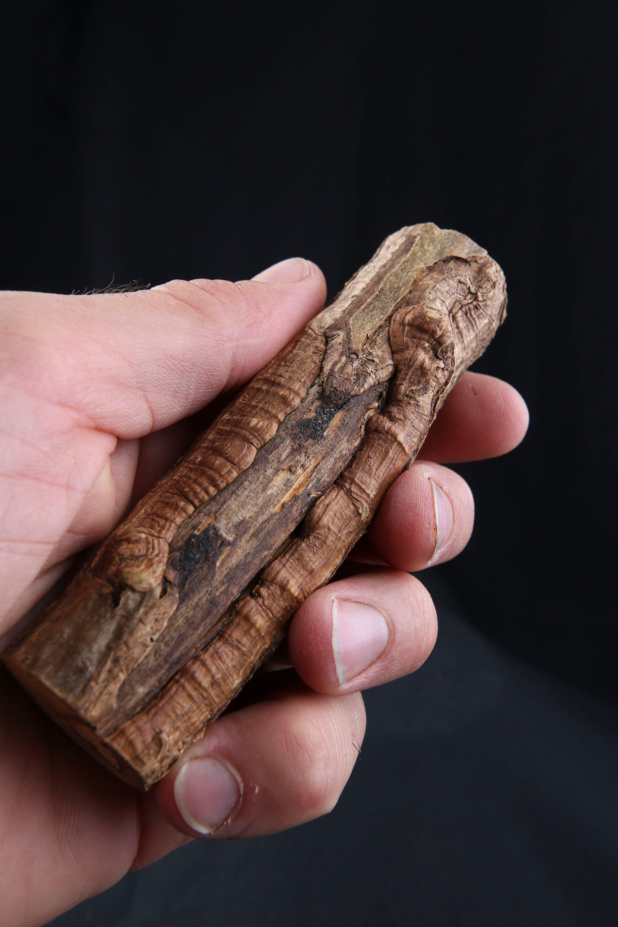 Talisman Chamanique en Bois de Houx, Bâton Rituel Sacré Païen