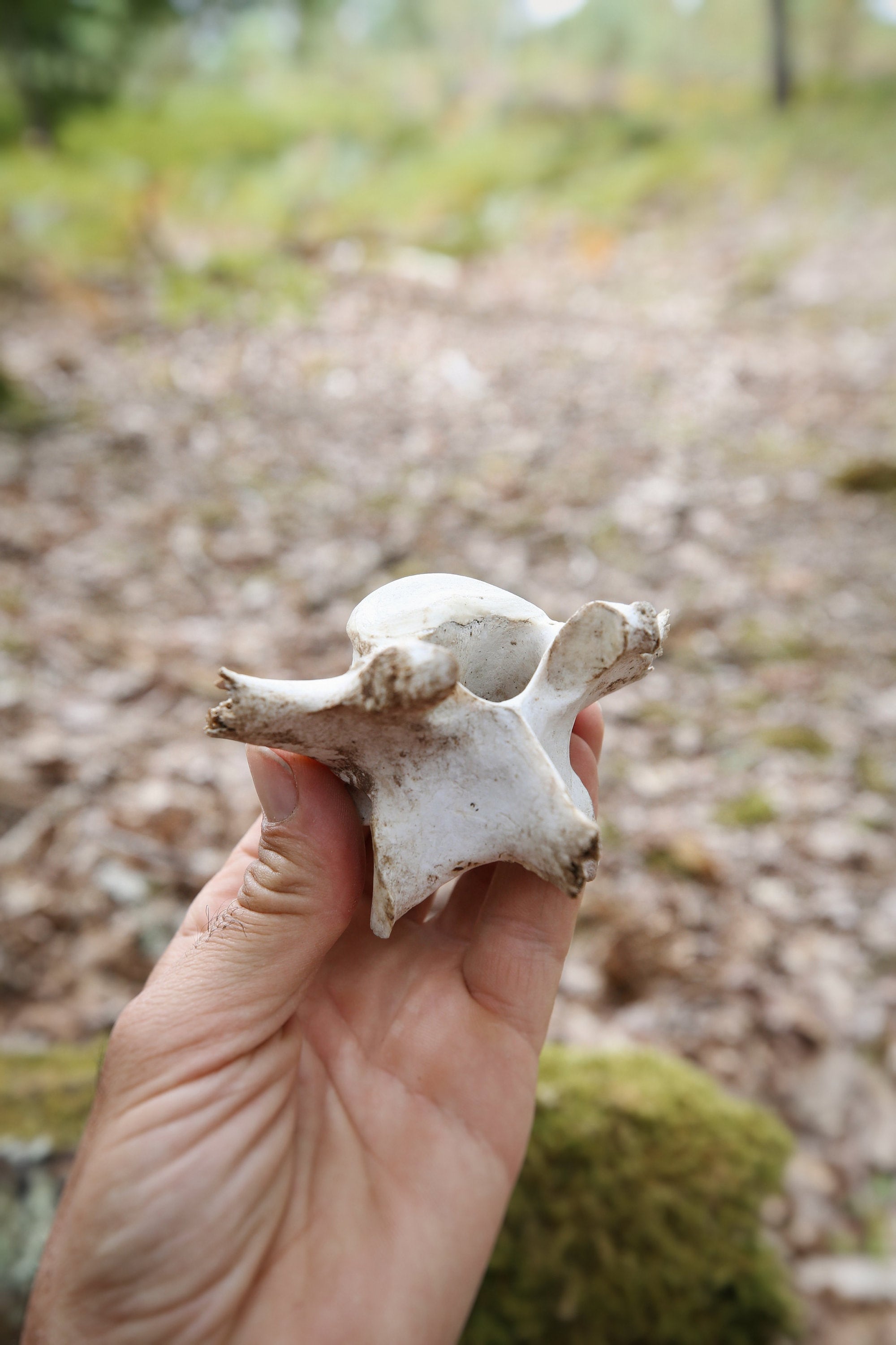Os Vertèbre de Sanglier Pour Rituel Païen Celtique