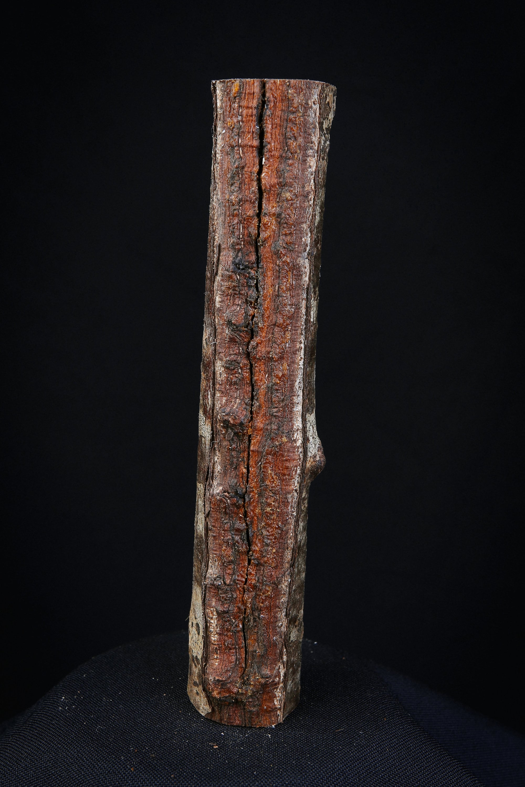 Talisman Chamanique en Bois de Noisetier, Bâton Rituel Sacré Païen