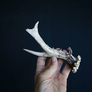 Deer antlers for pagan ritual, wiccan witch altar