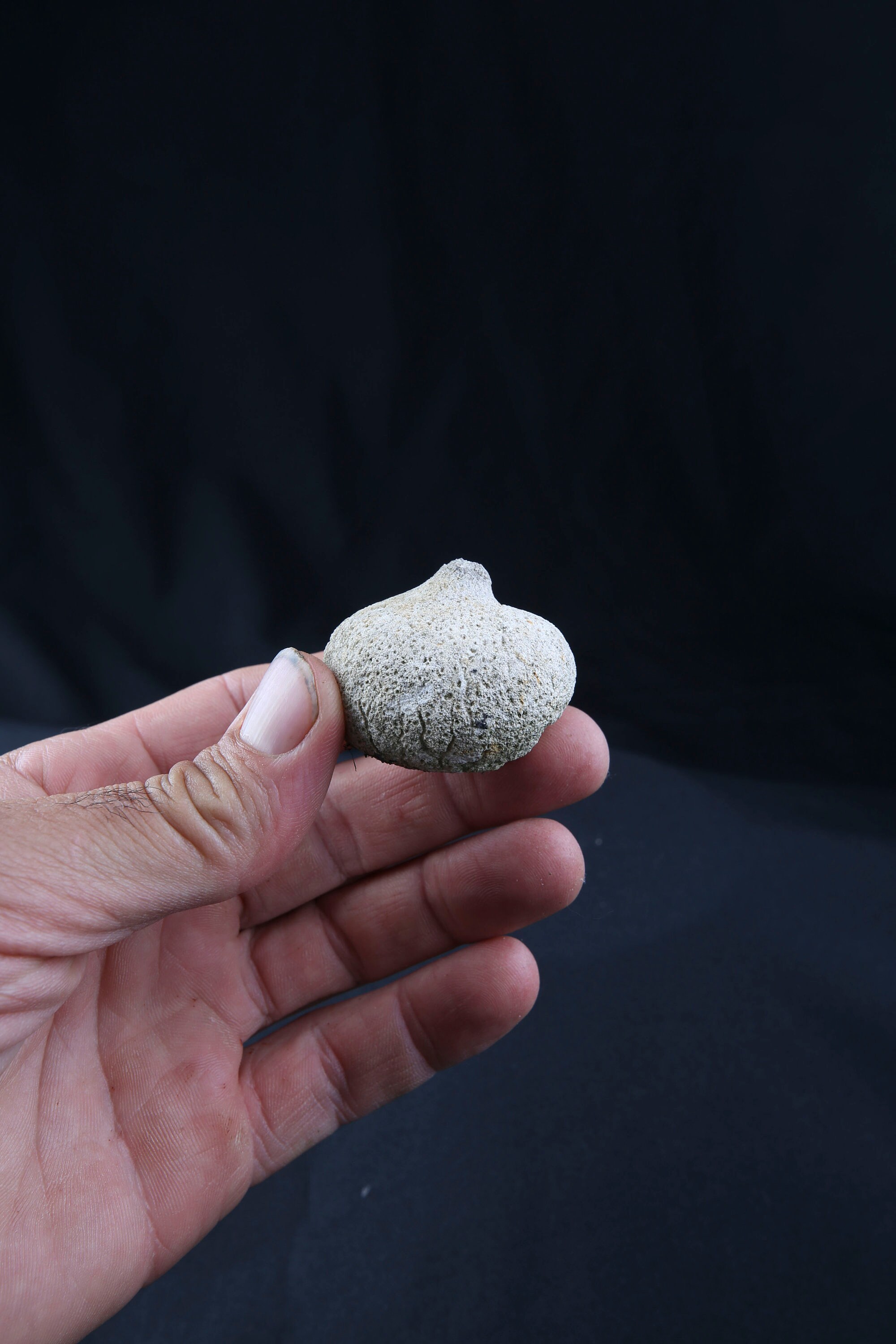 Pierre Fossile Talisman Pour Autel Païen et Culte Des Ancêtres, Siphonia Pyriformis