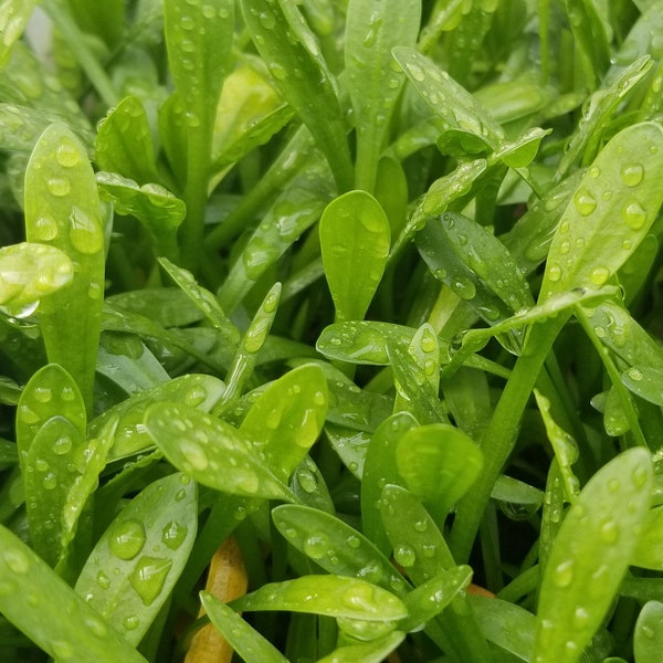 Sagittaria Subulata Dwarf (Pearlingplants) Freshwater Live Aquarium Plants + EXTRA