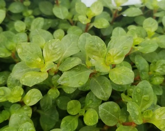 aquarium plants etsy