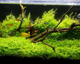 aquarium plants etsy