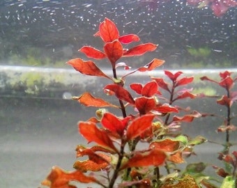 Ludwigia sp Super Red, Background, Midground, (Pearlingplants) Freshwater Live Aquarium Plants + EXTRA