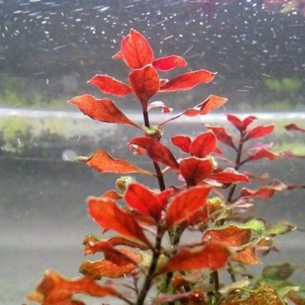 Ludwigia sp Super Red, Background, Midground, (Pearlingplants) Freshwater Live Aquarium Plants + EXTRA