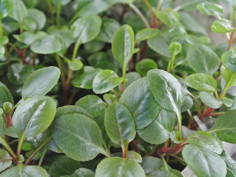 4 Kinds Bacopa C. Red, L. Cardinalis, Small Form, Rotala Macrandra Green, Hygrophila Difformis Pearlingplants Live Aquarium Plants image 4