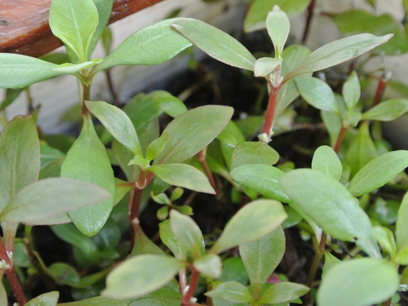 4 Kinds Rotala Variety 2, Ludwigia Repens x Arcuata, A. Reineckii Ocipus, Bacopa Sp. Colorata Pearlingplants Live Aquarium Plants image 6