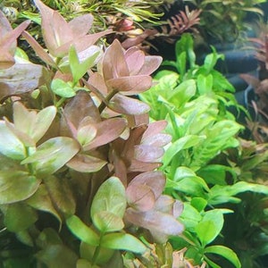 Bacopa Sp. Colorata, Midground, Background, Pearlingplants Freshwater Live Aquarium Plants EXTRA image 4