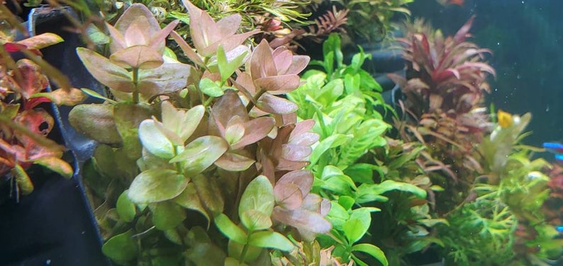 Bacopa Sp. Colorata, Midground, Background, Pearlingplants Freshwater Live Aquarium Plants EXTRA image 4