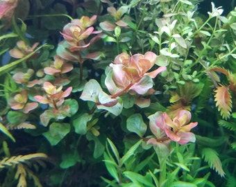 Rotala  Variety 1,  Background, Midground,  (Pearlingplants) Freshwater Live Aquarium Plants + EXTRA