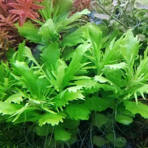 4 Kinds Bacopa C. Red, L. Cardinalis, Small Form, Rotala Macrandra Green, Hygrophila Difformis Pearlingplants Live Aquarium Plants image 7