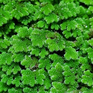 Caroliniana Azolla, Floating Plants (Pearlingplants) Freshwater Live Aquarium Plants + EXTRA
