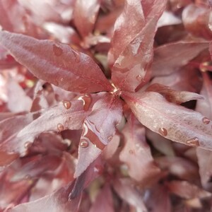 Alternanthera Reineckii, Telanthera Cardinalis, entièrement rouge et enracinée, milieu du sol, Pearlingplants Plantes d'aquarium vivantes d'eau douce EXTRA image 5