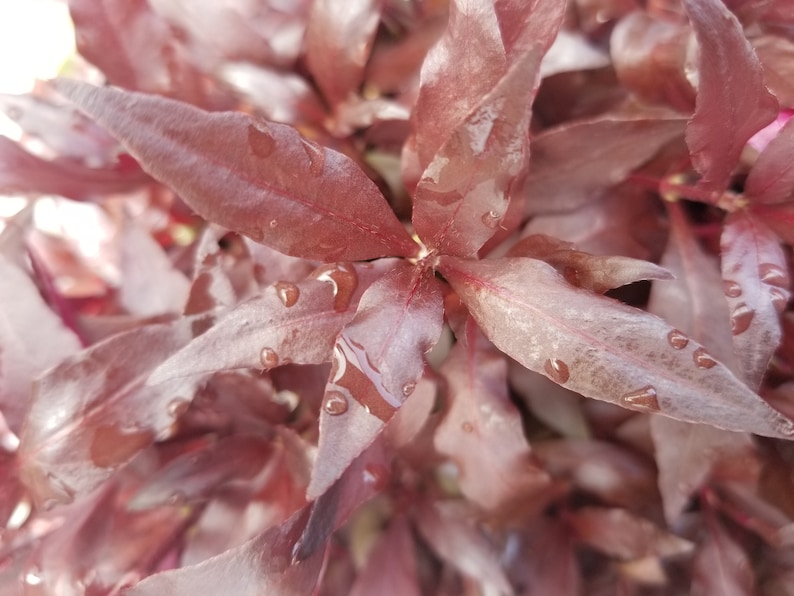 Alternanthera Reineckii, Telanthera Cardinalis, entièrement rouge et enracinée, milieu du sol, Pearlingplants Plantes d'aquarium vivantes d'eau douce EXTRA image 5