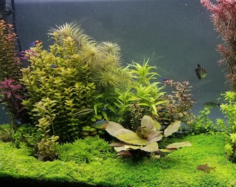 Elite Selection 2, Live Aquarium Plants, (Pearlingplants) Freshwater Live Aquarium Plants + EXTRA