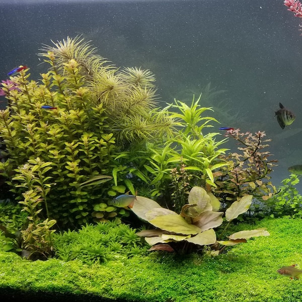Elite Selection 2, Live Aquarium Plants, (Pearlingplants) Freshwater Live Aquarium Plants + EXTRA