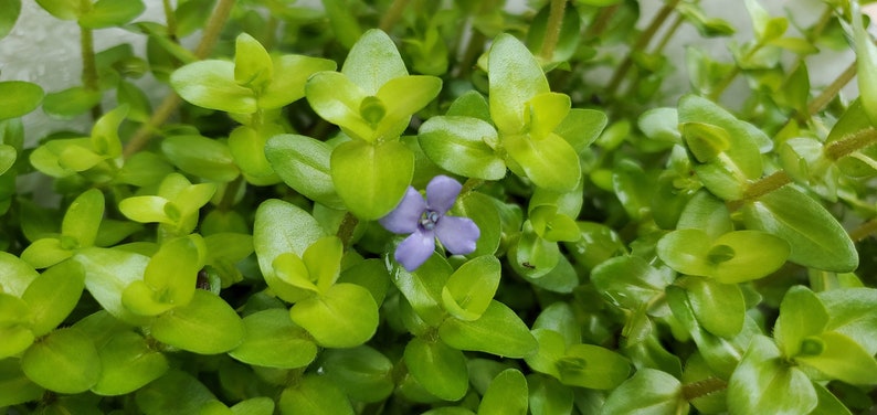 Bacopa Sp. Colorata, Midground, Background, Pearlingplants Freshwater Live Aquarium Plants EXTRA image 5