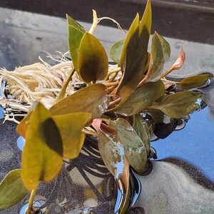 Cryptocoryne Beckettii Petchii Pink with Roots Rare, Background, Midground, Pearlingplants Freshwater Live Aquarium Plants EXTRA image 3