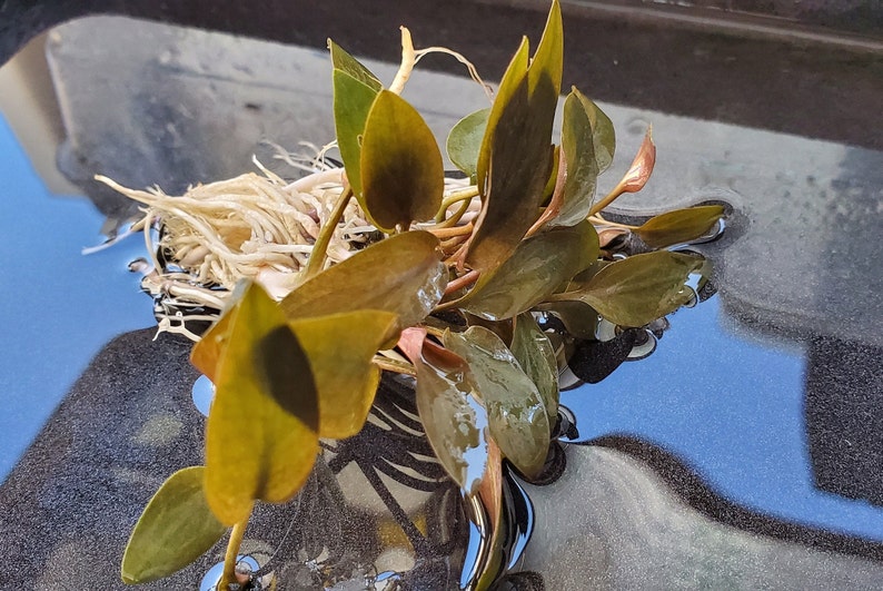 Cryptocoryne Beckettii Petchii Pink with Roots Rare, Background, Midground, Pearlingplants Freshwater Live Aquarium Plants EXTRA image 3