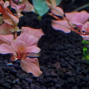 Ludwigia Ovalis Pink Rare, Background, Midground, Pearlingplants Freshwater Live Aquarium Plants EXTRA image 1