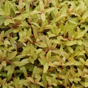 Nesaea pedicellata, Golden, Pearlingplants Freshwater Live Aquarium Plants EXTRA image 5