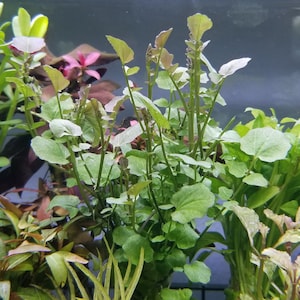 Cardamine Lyrata, Background, Midground, (Pearlingplants) Freshwater Live Aquarium Plants + EXTRA