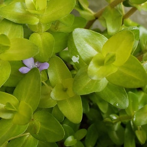 Bacopa Sp. Colorata, Midground, Background, Pearlingplants Freshwater Live Aquarium Plants EXTRA image 7