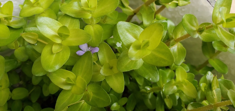 Bacopa Sp. Colorata, Midground, Background, Pearlingplants Freshwater Live Aquarium Plants EXTRA image 7