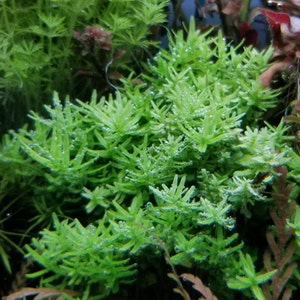 Rotala Sp Green, Freshwater Live Aquarium Plants, Background, Midground  (Pearlingplants) Freshwater Live Aquarium Plants + EXTRA