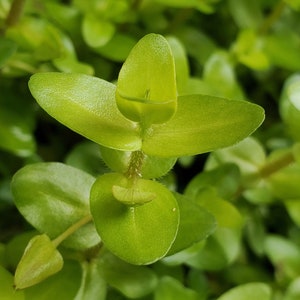 Bacopa Sp. Colorata, Midground, Background, Pearlingplants Freshwater Live Aquarium Plants EXTRA image 6