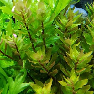 Rotala Macandra Green, Background, Pearlingplants Freshwater Live Aquarium Plants EXTRA image 4