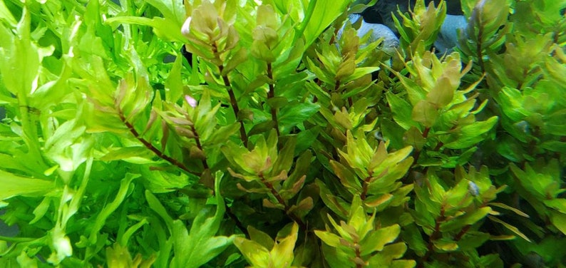 Rotala Macandra Green, Background, Pearlingplants Freshwater Live Aquarium Plants EXTRA image 4