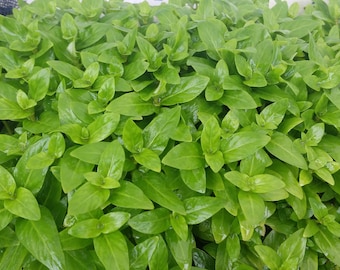 Staurogyne Repens, Tropica 049,  Freshwater Live Aquarium Plants + FREE see description