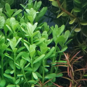 4 Kinds Hedyotis Salzmannii, Ludwigia Ovalis, Rotala Coin Leaf, Clinopodium cf Brownei Pearlingplants Live Aquarium Plants EXTRA image 1