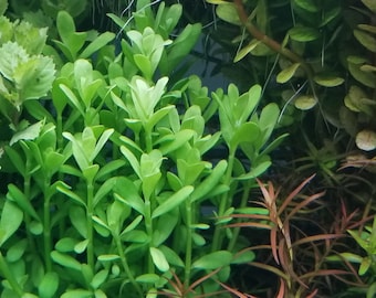 4 Kinds (Hedyotis Salzmannii, Ludwigia Ovalis, Rotala Coin Leaf, Clinopodium cf Brownei) (Pearlingplants)  Live Aquarium Plants + EXTRA