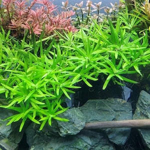 Heteranthera Zosterifolia, Stargrass, Background, Midground, Pearlingplants Freshwater Live Aquarium Plants EXTRA image 3