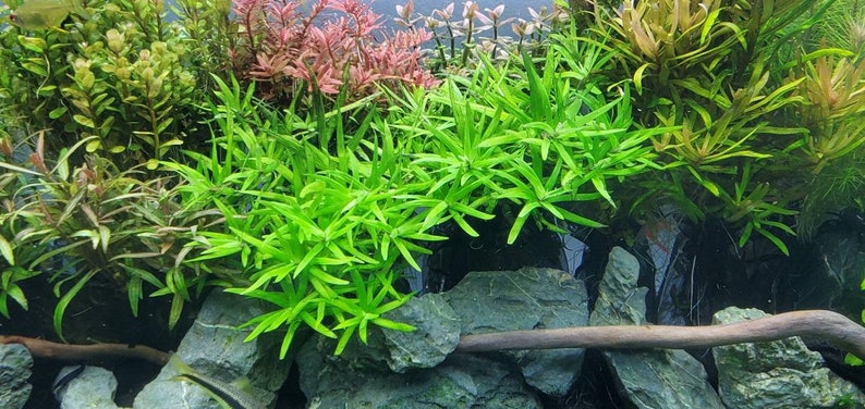 Heteranthera Zosterifolia, Stargrass, Background, Midground, Pearlingplants Freshwater Live Aquarium Plants EXTRA 画像 3