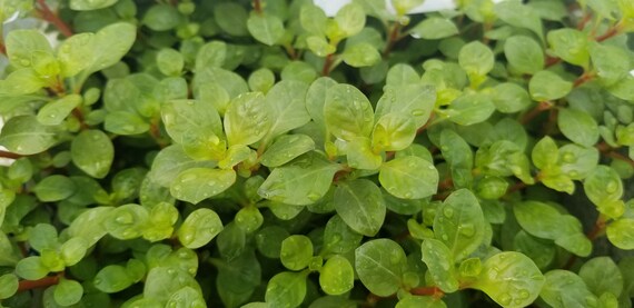ludwigia ovalis freshwater live