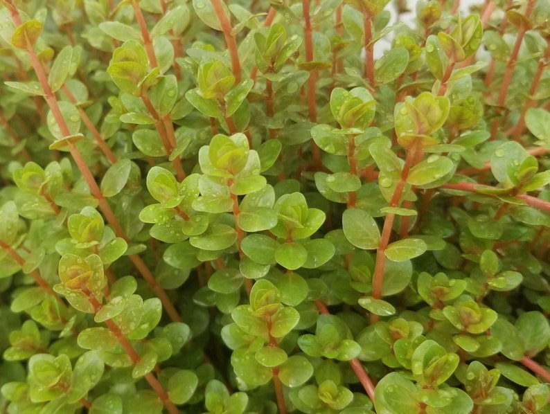 4 Kinds Rotala Variety 2, Ludwigia Repens x Arcuata, A. Reineckii Ocipus, Bacopa Sp. Colorata Pearlingplants Live Aquarium Plants image 2