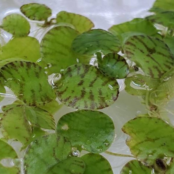 Floating Tiger Rare, Floating Plant, (Pearlingplants) Freshwater Live Aquarium Plants + EXTRA