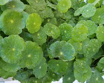 Hydrocotyle Verticillata, Rare (Pearlingplants) Freshwater Live Aquarium Plants + EXTRA