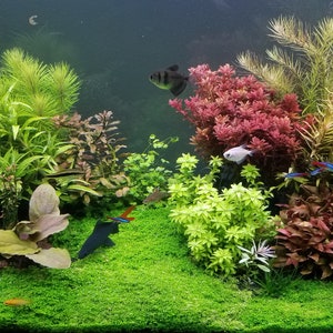 Midground top aquarium plants