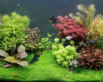 PearlingPlants, Fully Submerged Aquarium Plants, Background, Midground, Foreground,  Freshwater Live Aquarium Plants + EXTRA