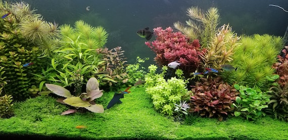 Midground top aquarium plants