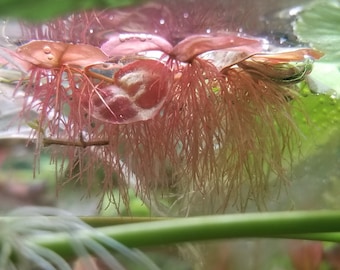May include: Floating aquatic plant with rounded, reddish-brown leaves and a dense, intricate network of long, thin, light-colored roots hanging downward into the water. The plant is positioned at the water surface with visible air bubbles.