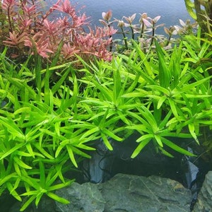 Heteranthera Zosterifolia, Stargrass, Background, Midground, Pearlingplants Freshwater Live Aquarium Plants EXTRA 画像 7