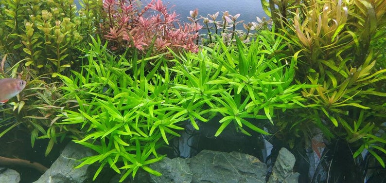 Heteranthera Zosterifolia, Stargrass, Background, Midground, Pearlingplants Freshwater Live Aquarium Plants EXTRA image 7